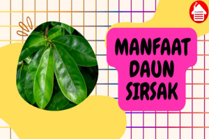 11 Manfaat Daun Sirsak yang Bisa Menyembuhkan Kanker