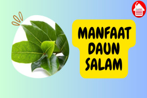 5 Manfaat Daun Salam: Ampuh Turunkan Kolesterol