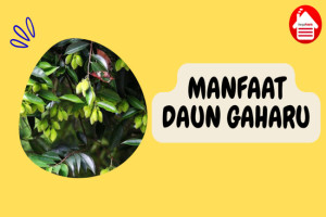 8 Manfaat Daun Gaharu yang Dikenal Baik untuk Melatih Fokus