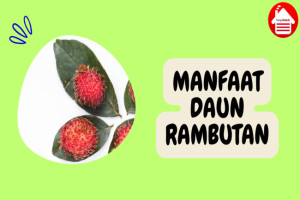 8 Manfaat Daun Rambutan: Cegah Penyakit Kardiovaskular