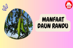 6 Manfaat Daun Randu untuk Kesehatan: Baik untuk Jantung