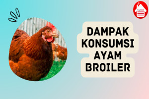 6 Dampak Konsumsi Ayam Broiler bagi Kesehatan, Wajib Tahu