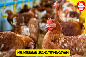 Tertarik Usaha Ternak Ayam? Simak 7 Keuntungannya