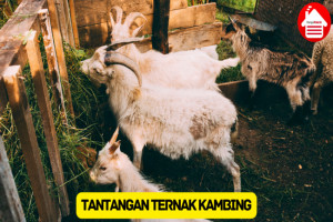 Baca Ini Sebelum Memulai! 6 Tantangan Usaha Ternak Kambing