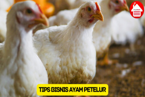 10 Tips Raih Kesuksesan dalam Bisnis Ayam Petelur