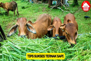 Ketahui 7 Tips Sukses dalam Ternak Sapi Berikut Ini