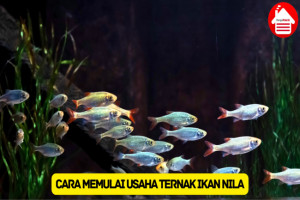 Pelajari 9 Cara Memulai Usaha Ternak Ikan Nila