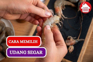 9 Cara Mudah Pilih Udang Segar Agar Masakan Lezat