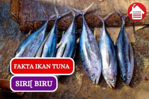 10 Fakta Tuna Sirip Biru yang Unik dan Khas