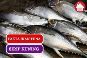 9 Fakta Menarik Ikan Tuna Sirip Kuning yang Menawan