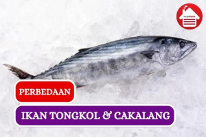 Ini Dia Perbedaan Ikan Tongkol dan Cakalang