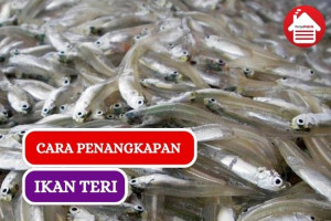 Ini Dia Proses Penangkapan Ikan Teri