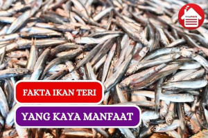 7 Fakta Ikan Teri yang Menakjubkan, Sudah Tau??