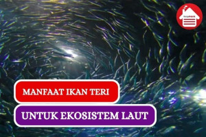 7 Manfaat Ikan Teri Untuk Keseimbangan Ekosistem Laut