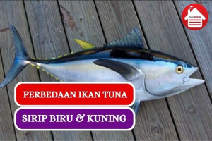 Inilah Perbedaan Tuna Sirip Biru dan Sirip Kuning