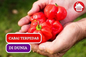 6 Cabai Terpedas di Dunia, Cabai Rawit Kalah Jauh