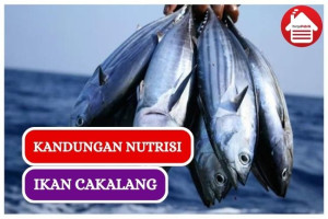 Mengejutkan, Ini Dia Kandungan Nutrisi pada Ikan Cakalang