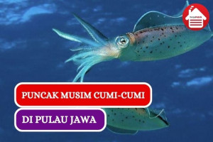 Inilah Puncak Musim Cumi-cumi di Laut Jawa