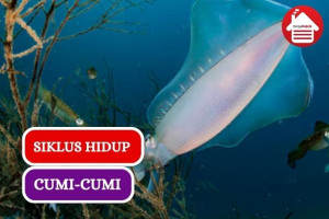 Inilah Siklus Hidup Cumi-cumi, Yuk Simak