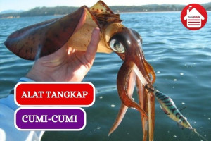 10 Peralatan yang Wajib Kamu Bawa Saat Menangkap Cumi-cumi