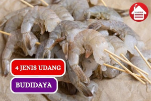 Inilah 4 Spesies Udang yang Paling Banyak Dibudidaya