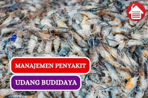 Ini Dia Manajemen Penyakit Udang Budidaya