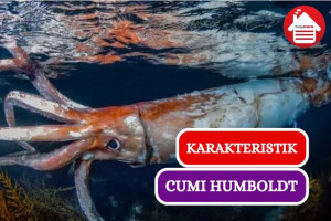 Ini Dia Penampakan Cumi Humboldt dan Beberapa Cirinya