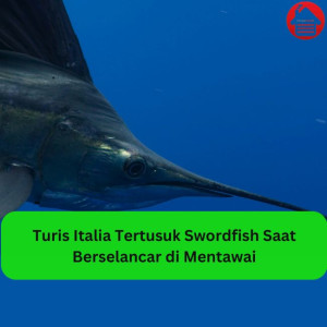 Turis Italia Tertusuk Swordfish Saat Berselancar di Mentawai