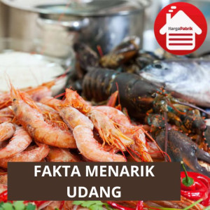 Inilah Fakta-Fakta Menarik tentang Udang Dan Gizi Udang