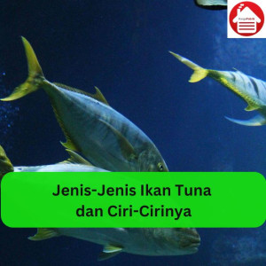 Jenis-Jenis Ikan Tuna dan Ciri-Cirinya