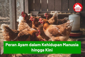 Peran Ayam dalam Kehidupan Manusia hingga Kini